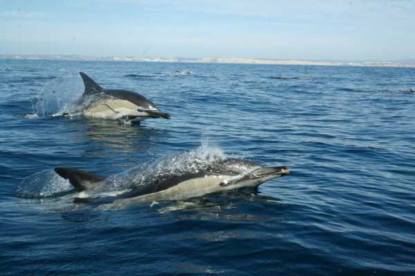 BLUE DOLPHIN 2h