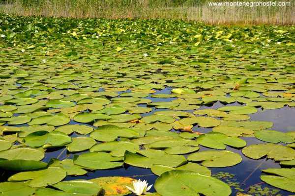 BIG MONTENEGRO TOUR WITH MH TRAVEL