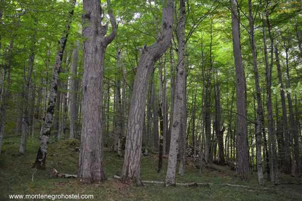 DURMITOR NATIONAL PARK TOUR AND CANYONS WITH MH TRAVEL