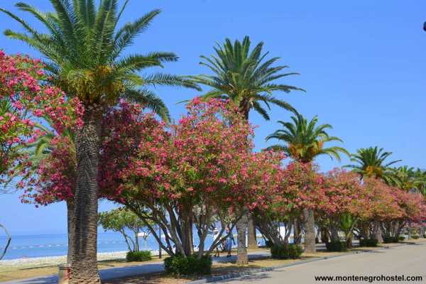 SOUTH MONTENEGRO TOUR WITH MH TRAVEL