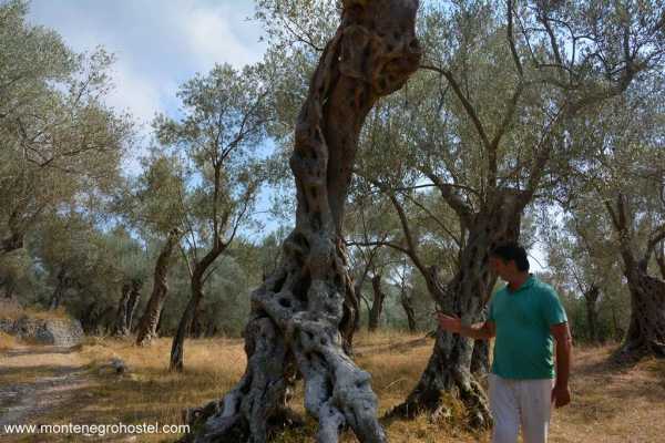 SOUTH MONTENEGRO TOUR WITH MH TRAVEL