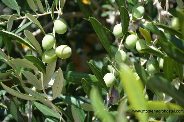 SOUTH MONTENEGRO TOUR WITH MH TRAVEL
