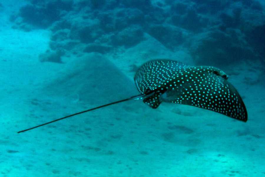 Snorkel Tour, Catalinas, Guanacaste, Costa Rica to Flamingo