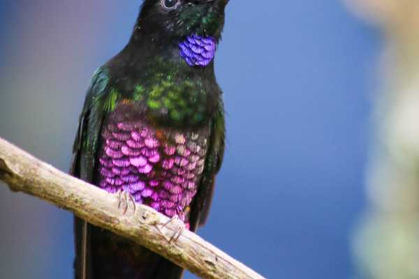 Hummingbird Birdwatching Encounter