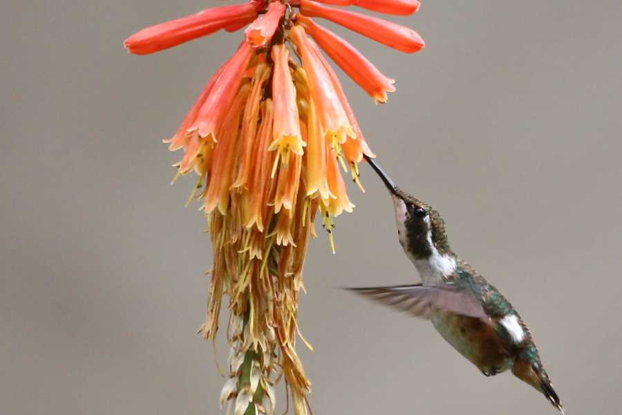 Andes Ecotours Hummingbird Birdwatching Encounter