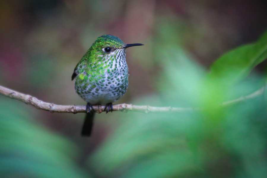 Andes Ecotours Hummingbird Birdwatching Encounter