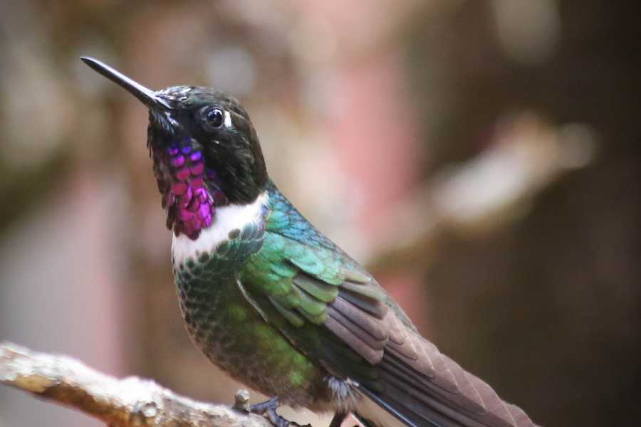 Andes Ecotours Hummingbird Birdwatching Encounter