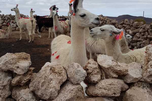 UYUNI 2 DAYS/1 NIGHT