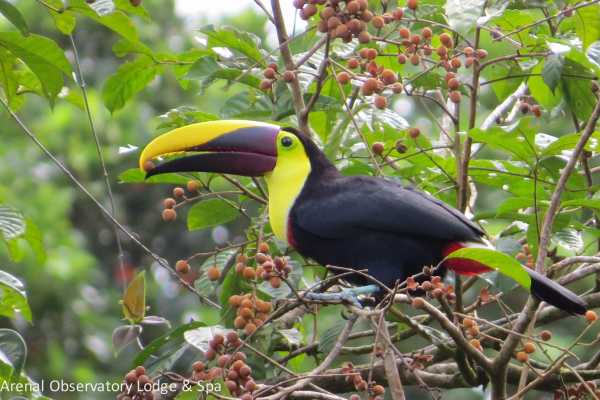 Arenal Hiking and Hot Springs Combo