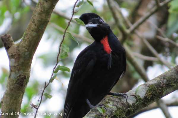 Arenal Hiking and Hot Springs Combo