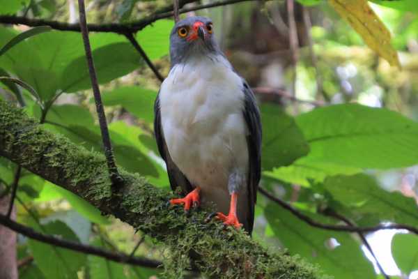 Arenal Hiking and Hot Springs Combo
