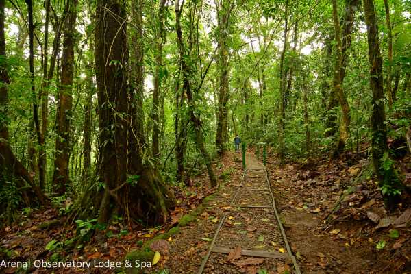 Arenal Hiking and Hot Springs Combo