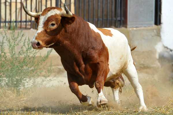 Guanacaste Rodeo Tour