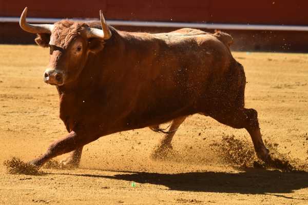 Guanacaste Rodeo Tour
