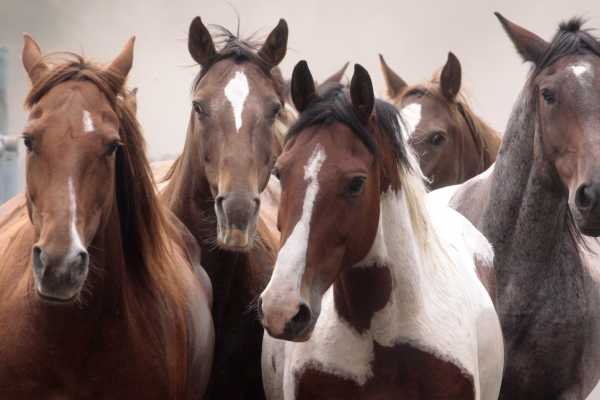 Guanacaste Rodeo Tour