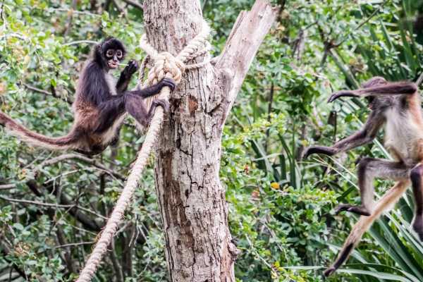 Zip-Line, ATV and Monkey Wildlife Park