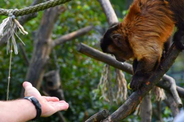 Zip-Line, ATV and Monkey Wildlife Park