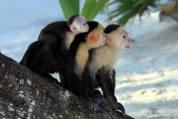 Zip-Line, ATV and Monkey Wildlife Park
