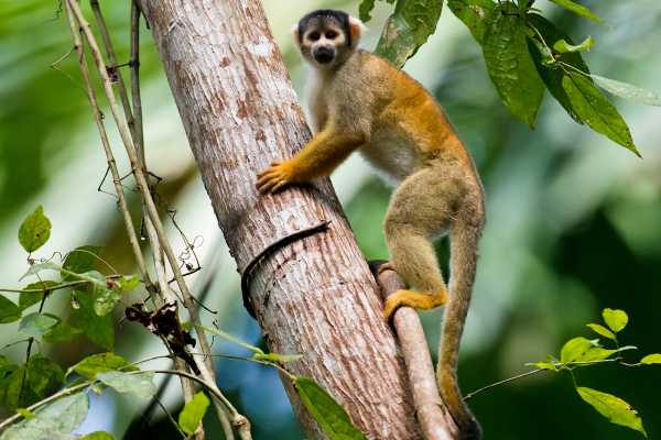 Zip-Line, ATV and Monkey Wildlife Park