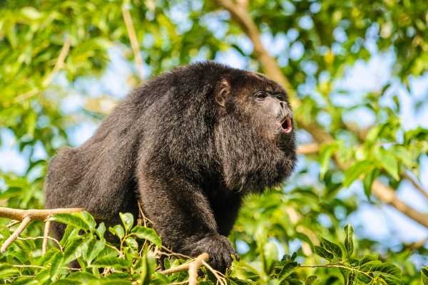 Zip-Line, ATV and Monkey Wildlife Park