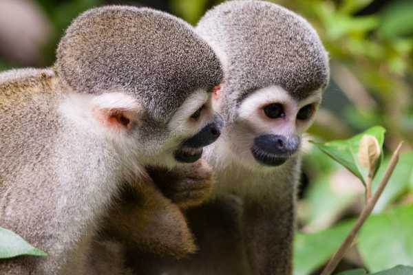 Zip-Line, ATV and Monkey Wildlife Park