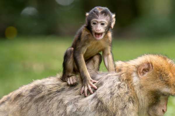 ATV Monkey Wildlife Park