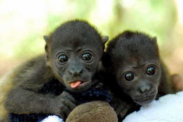 ATV Monkey Wildlife Park