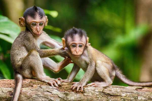 ATV Monkey Wildlife Park