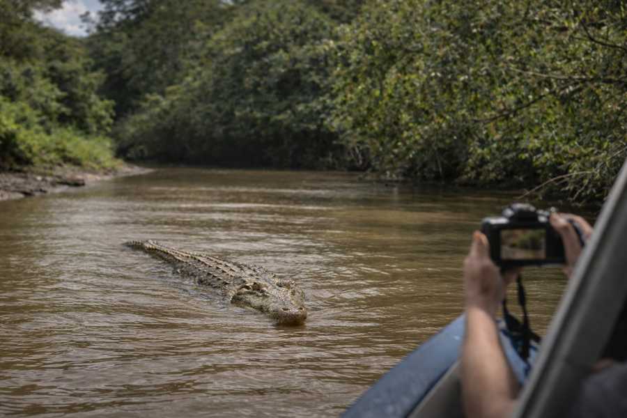 Tour Guanacaste Palo Verde Wildlife River Boat Cruise