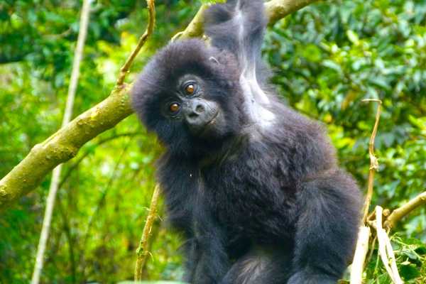 Gorilla Trekking Uganda