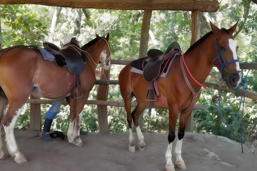 Congo Canopy Horseback Monkey Wild Life Park Combo