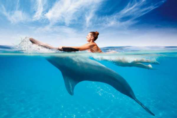 Interactive Dolphin Programs