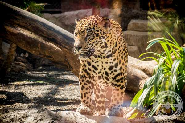 Diamante Eco Adventure Park - Welcome to Krain Concierges a division of