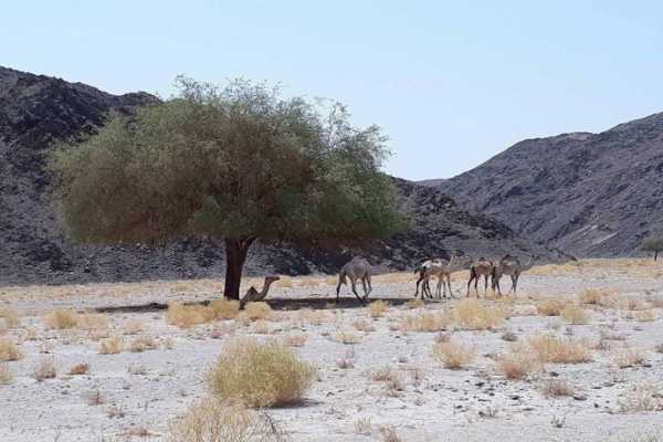 Marsa alam tours Wadi El Gemal Trip from Marsa Alam