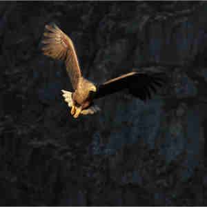 Nature/sea eagle safari -