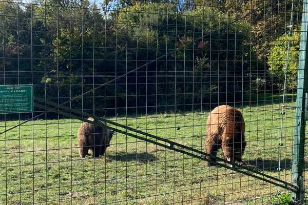 BV05 - Hiking Tour and Bear Watching in the Carpathians: Piatra Craiului Mountains - from Brasov