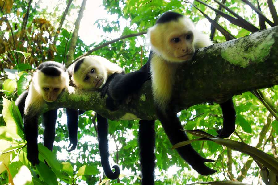 Tour Guanacaste Monkey Sanctuary Exploration Tour