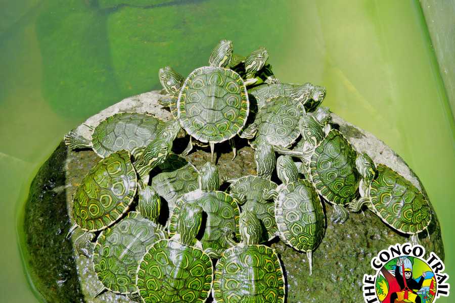 Congo Canopy ATV Monkey Wild Life Park Combo