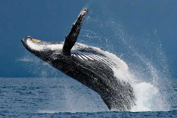 Las Catalinas Ocean Safari Tour