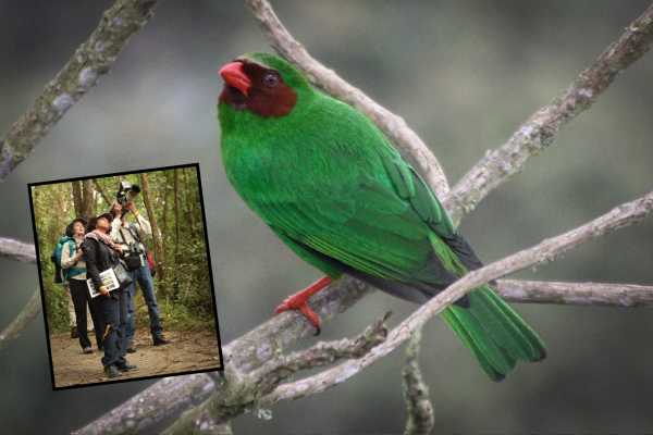 Andes Ecotours Chicaque Cloud Forest Birding & Birdwatching