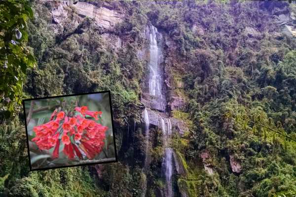 La Chorrera Cloud Forest & Waterfall Hike