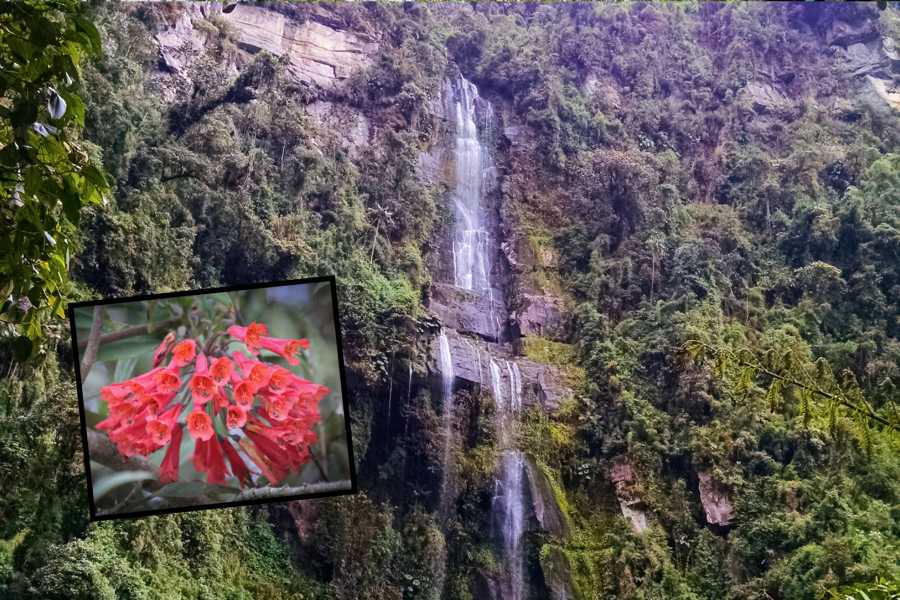 Andes Ecotours La Chorrera Cloud Forest & Waterfall Hike