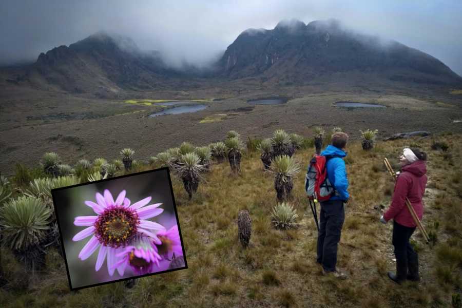 Andes Ecotours Sumapaz Mountaintop P&aacute;ramo Trek