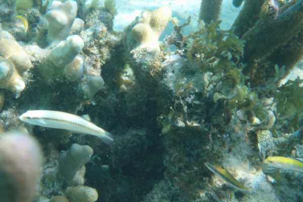 Reef Fishing/BBQ/Snorkel