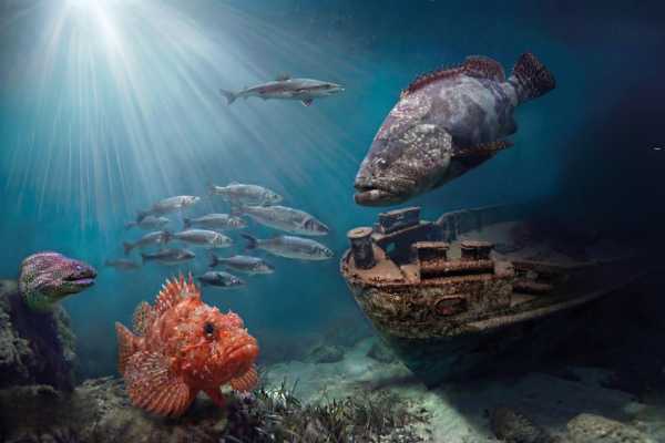 Acquario di Cattolica