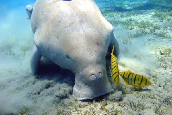 Snorkeling Trip At Port Ghalib Marina from Marsa Alam