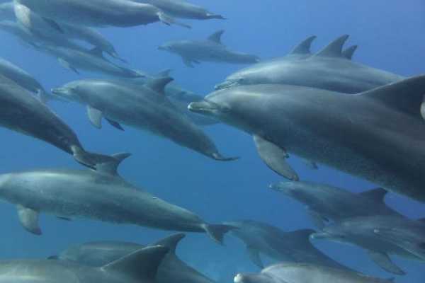 Excursies Egypte Dolfijn house dag snorkeling excursie vanuit Sahel Hasehsh