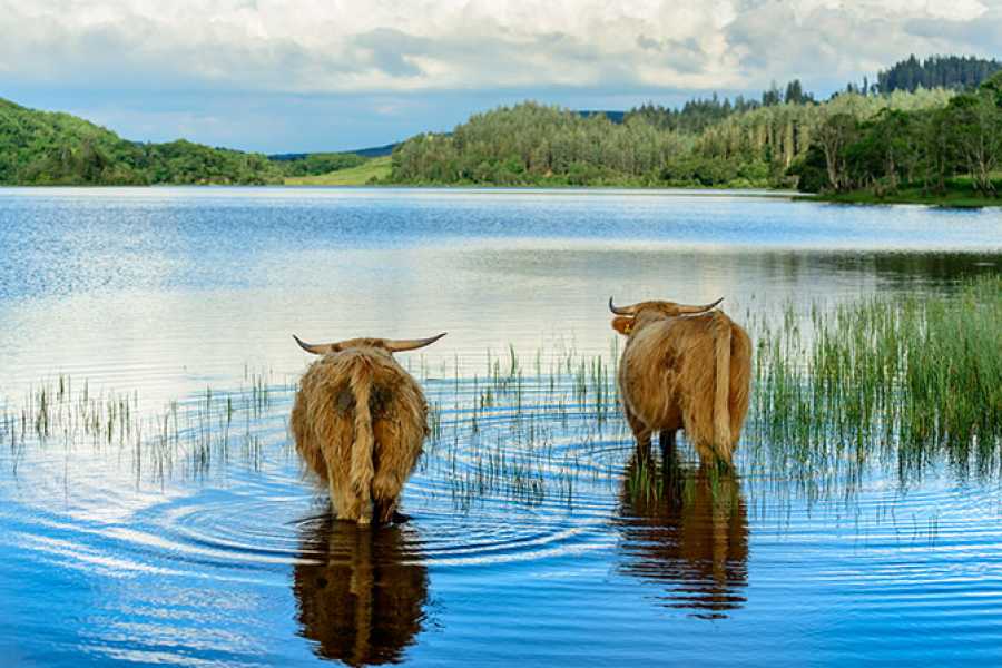 Highland Boat Tours Ferry Boat Wildlife Cruise