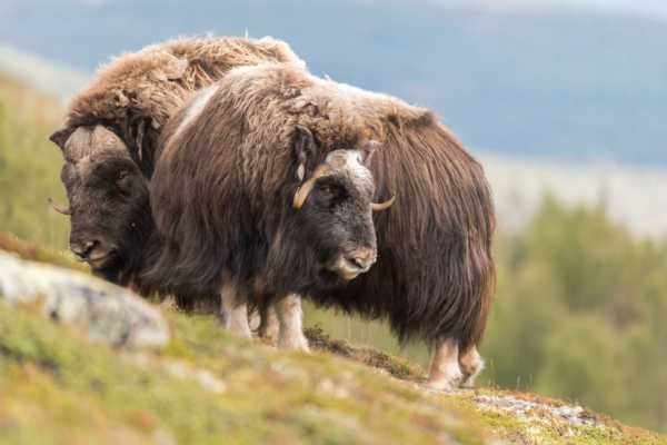 Kulinarisk helg med Moskussafari