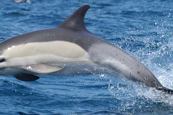 Dolphin & Whale Watching Cruise